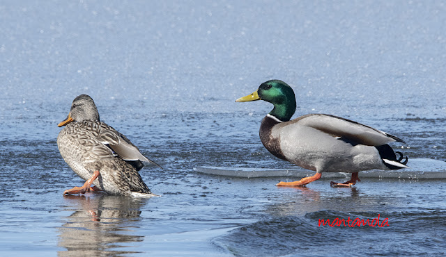 Mallard duck