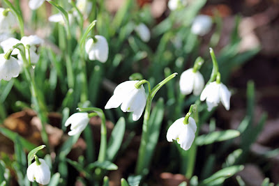 Galanthus nivalis 'Flore Pleno' commonly known as the double snowdrop