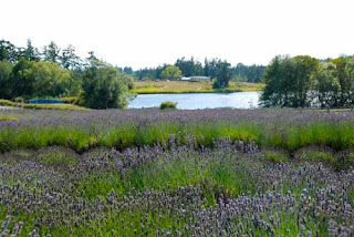 Pelinaba Lavender Farm San Juan Island Washington