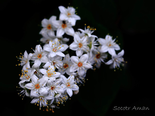 Deutzia scabra