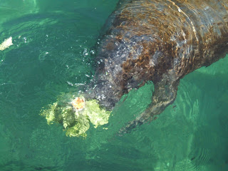 This herbaceous sea cow used to be mistaken for a mermaid