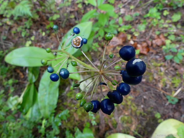 blue balls above big leaves