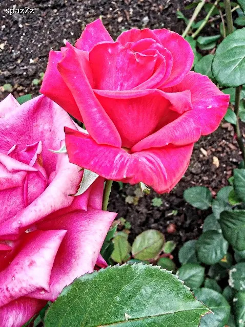 Single deep pink rose in the Rose Garden along Riverbank trail in Eugene Oregon