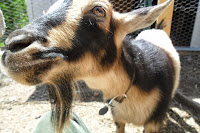 Close up of Nigerian Dwarf Goat face