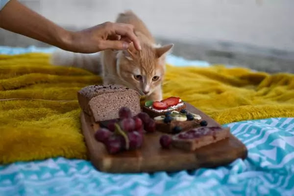 healthy human food your cat can eat