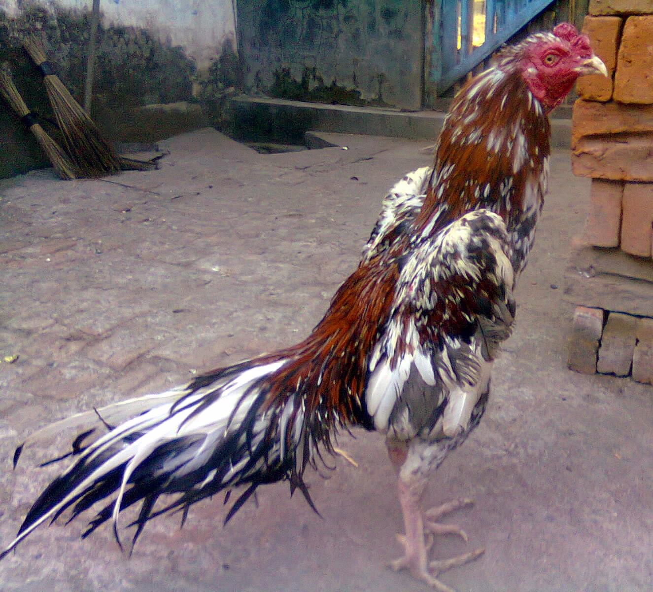  Ayam  Aduan  PACEK BLOROK KLAWU sold out 