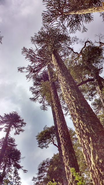 Parque Nacional Villarrica, Chile