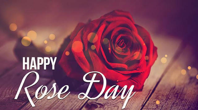 Rose Day Status Whatsapp DP