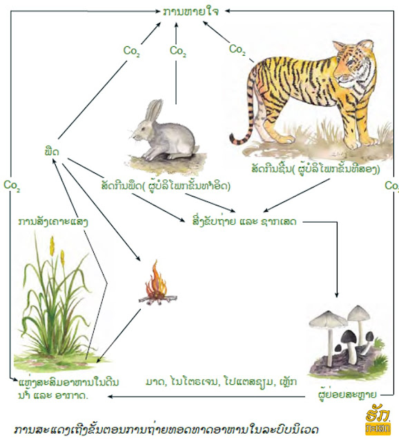 ຜູ້ຍ່ອຍສະຫຼາຍ (Decomposer; Saprotroph ແລະ Osmotroph micro consumers) ໝາຍເຖິງ ສິ່ງມີຊີວິດຂະໜາດນ້ອຍທີ່ສ້າງອາຫານເອງບໍ່ໄດ້ດໍາລົງຊີວິດໂດຍການປ່ອຍເອັນໄຊມ໌ (Enzyme) ອອກມາຍ່ອຍສະຫຼາຍຊາກພືດຊາກສັດກາຍເປັນສານອົງຄະທາດໂມເລກຸນນ້ອຍໆ ຫຼື ຢູ່ໃນຮູບຂອງສານອາຫານ (Nutrients) ເພື່ອໃຫ້ຜູ້ຜະລິດນໍາໄປໃຊ້ປະໂຫຍດຕໍ່ໄປ ຕົວຢ່າງຜູ້ຍ່ອຍສະຫຼາຍໄດ້ແກ່: ແບກທີເຣຍ (Bacteria),ເຫັດຣາ (Fungi) ແລະ ແອກທີໂນໄມຊີທ (Actinomycetes). ຫາກບໍ່ມີຜູ້ຍ່ອຍສະຫຼາຍສານອົງຄະທາດ ຊາກພືດຊາກສັດຈະບໍ່ເນົ່າເປື່ອຍ ແລະ ກອງທັບຖົມກັນຈົນລົ້ນໂລກການຍ່ອຍສະຫຼາຍສານອົງຄະທາດເປັນໂຕເຊື່ອມໂຍງການໜູນວຽນທາດສານໃນລະບົບນິເວດ ແລະ ໄດ້ຮັບການຖ່າຍທອດພະລັງງານເປັນອັນດັບສຸດທ້າຍ