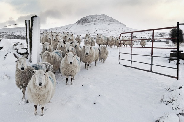Snowy-Sheep-in-snow Snowy-Sheep-in-snow