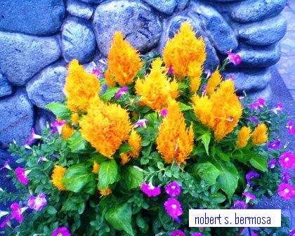 Beautiful Flower on Entertainment Hub  The Beautiful Flowers Of Baguio City Philippines