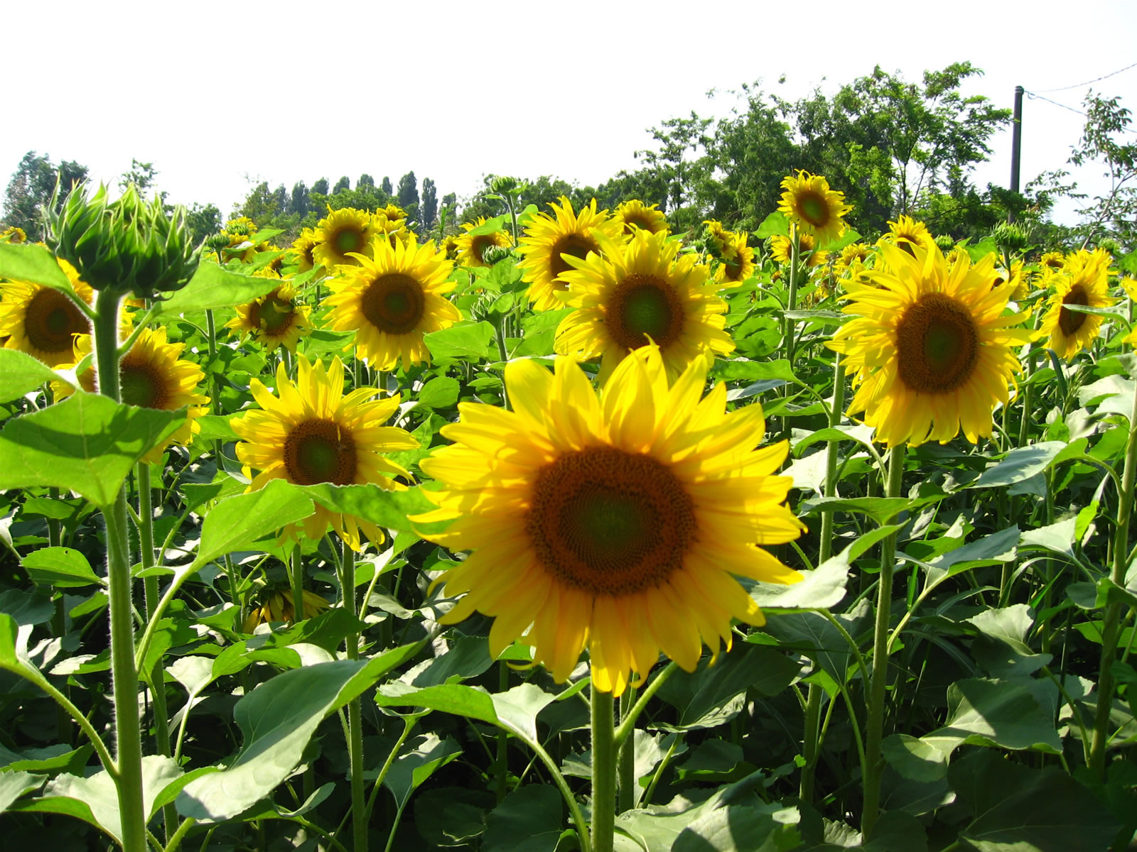 types of flowers romantic Sunflowers Plants and Flowers | 1600 x 1200