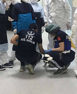 Gata callejera lleva a su gatito enfermo al hospital de Estambul en busca de ayuda