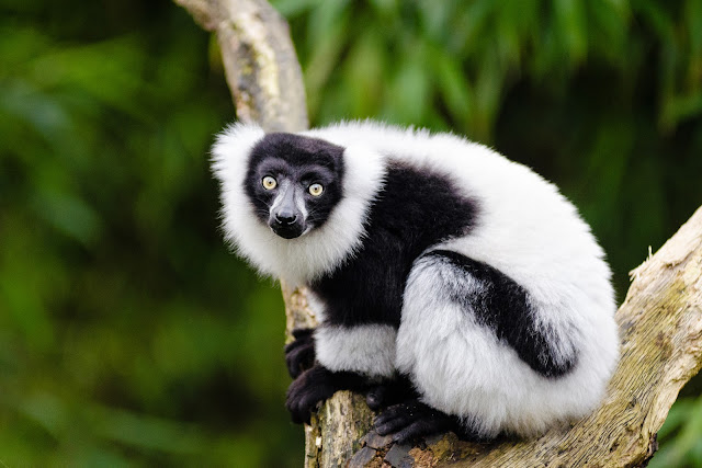  Widespread logging in addition to hunting own got endangered virtually all of Republic of Madagascar For You Information - Loss of lemurs powerfulness endanger many of Madagascar's largest tree species