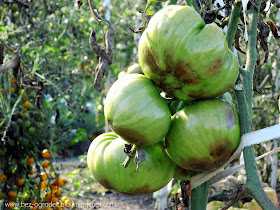 late blight on tomatoes