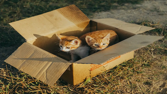 Kitten In Box