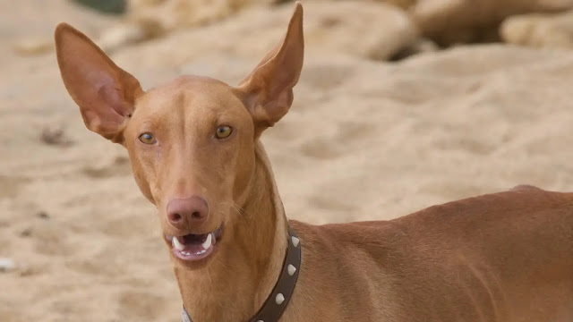 Pharaoh Hound