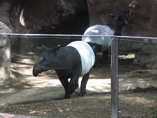 Tapir on the move