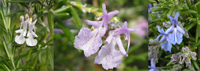 Fiori di rosmarino.