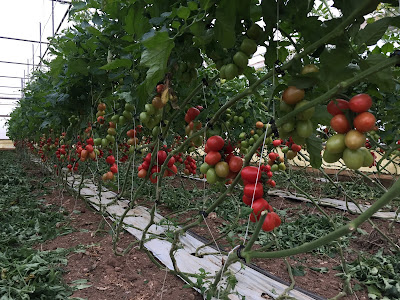 In the greenhouse of Giovanni Parisi with datterini (tomatoes).