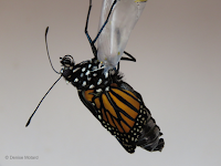 Female Monarch emerging, abdomen pumps hemolymph into wings - © Denise Motard