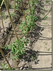 tomatoes_1_1_1