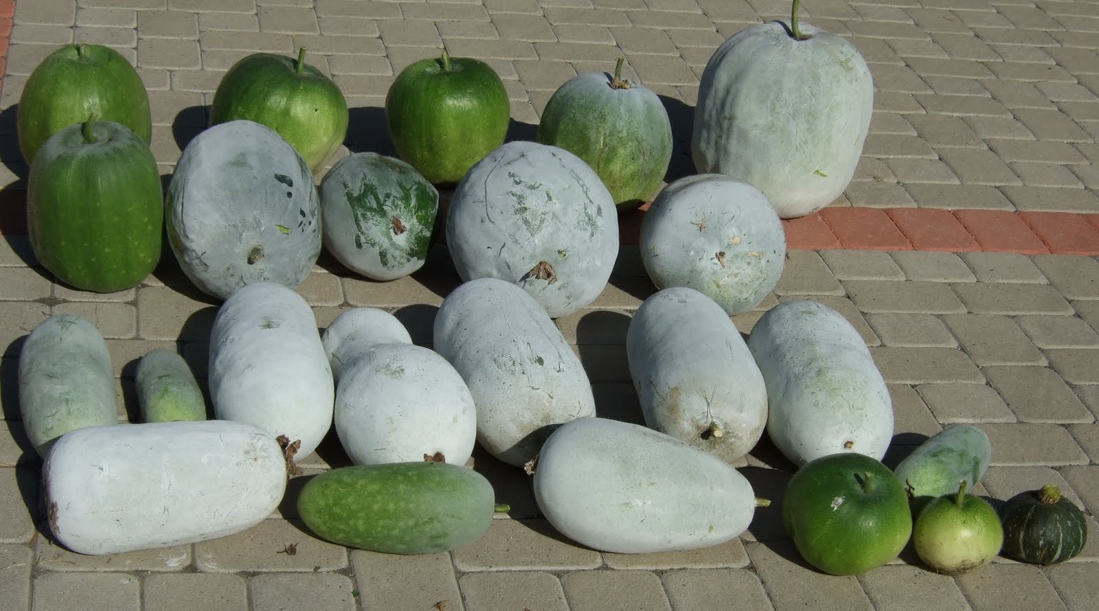My Southern California Vegetable Garden Winter Melon Harvest 