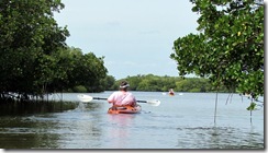 Gin amongst the mangroves at Tampa Bay