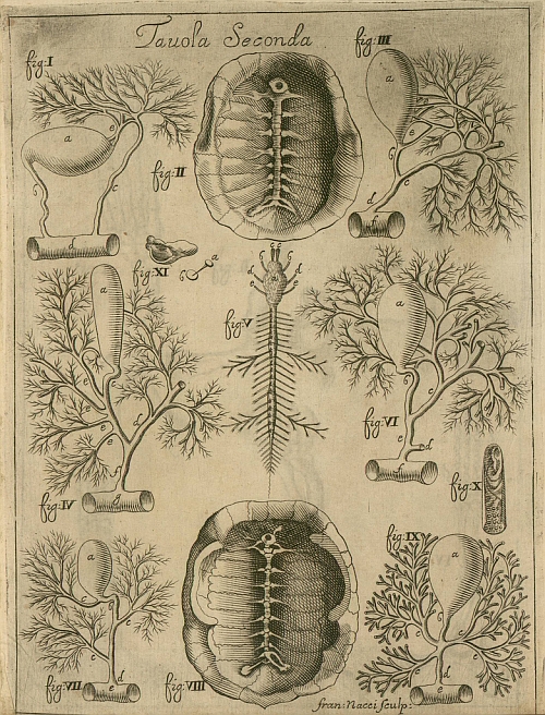 Turtle anatomy engraving - 1687