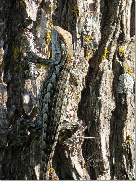Texas_Spiny_Lizard