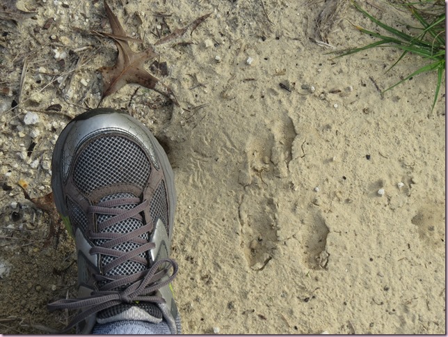 rabbittracksIMG_2066
