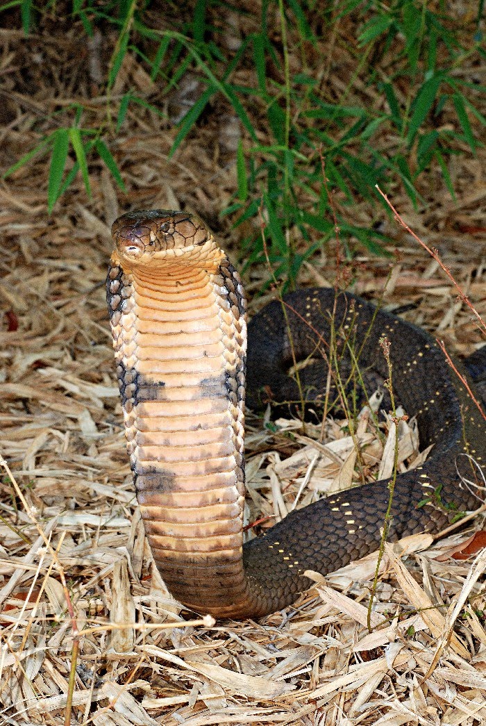  King Cobra bite One such cited instance is of an Englishman 