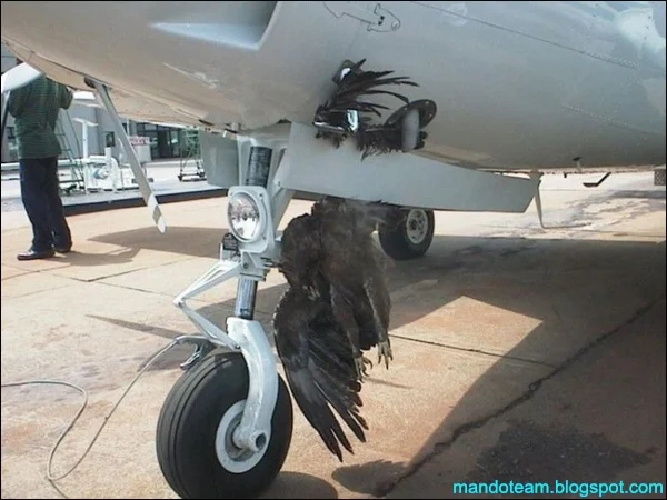 Kartal