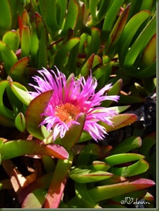 P1110101
