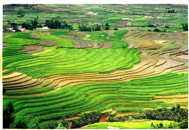 Beautiful Terraced Fields 