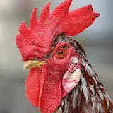 An adult male chicken, the rooster