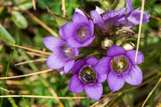 [Gentianaceae] Gentianella sp. – Gentian (Genzianella)