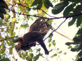 kuskus hewan endemic sulawesi