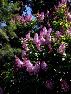 huge lilac bush by the old shed