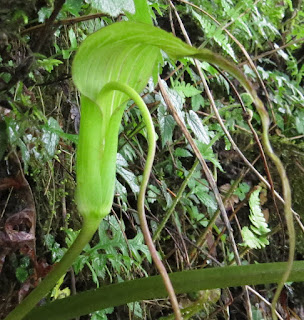 Arisaema intermedium