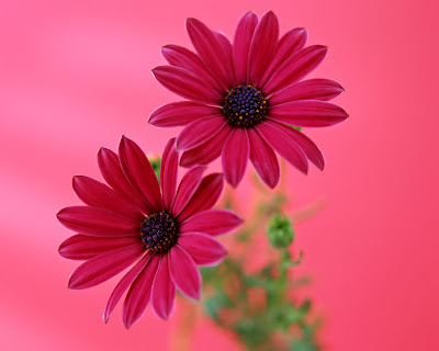 Gerbera Daisy Flower 1