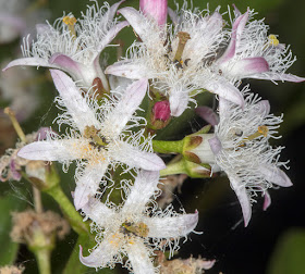 Bogbean, Menyanthes trifoliata. Sevenoaks Wildlife Reserve, 25 April 2017.