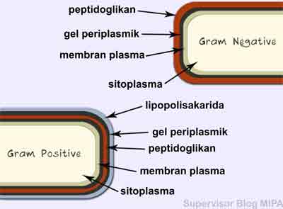 klasifikasi bakteri berdasarkan struktur kimia dinding sel