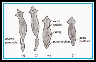 Filum Platyhelminthes Struktur Tubuh Sistem Reproduksi  