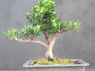 選択した画像 euonymus japonicus japanese spindle tree 343492-How do you care for euonymus japonicus