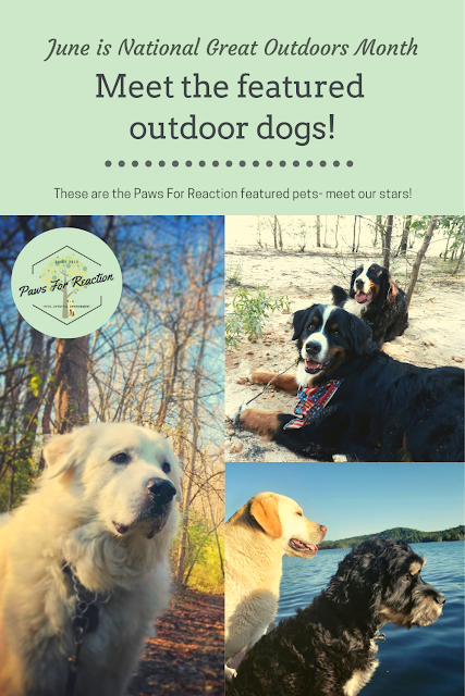 Paws for Reaction National Great Outdoors Month: Meet our featured pets enjoying the outdoors!