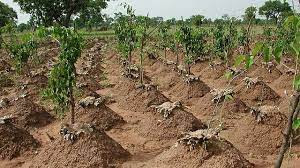 Yam Farming