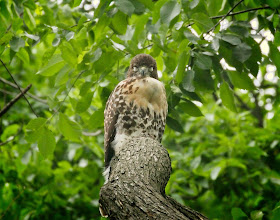 Fledgling red-tailed hawk in food coma