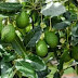 Avocado Farming In Kenya