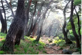 경주 삼릉숲길